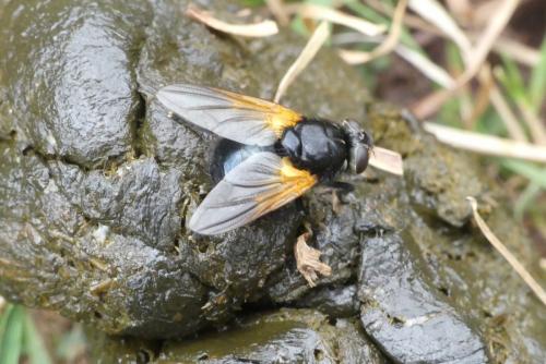 Réf. 239 631 : Mesembrina meridiana